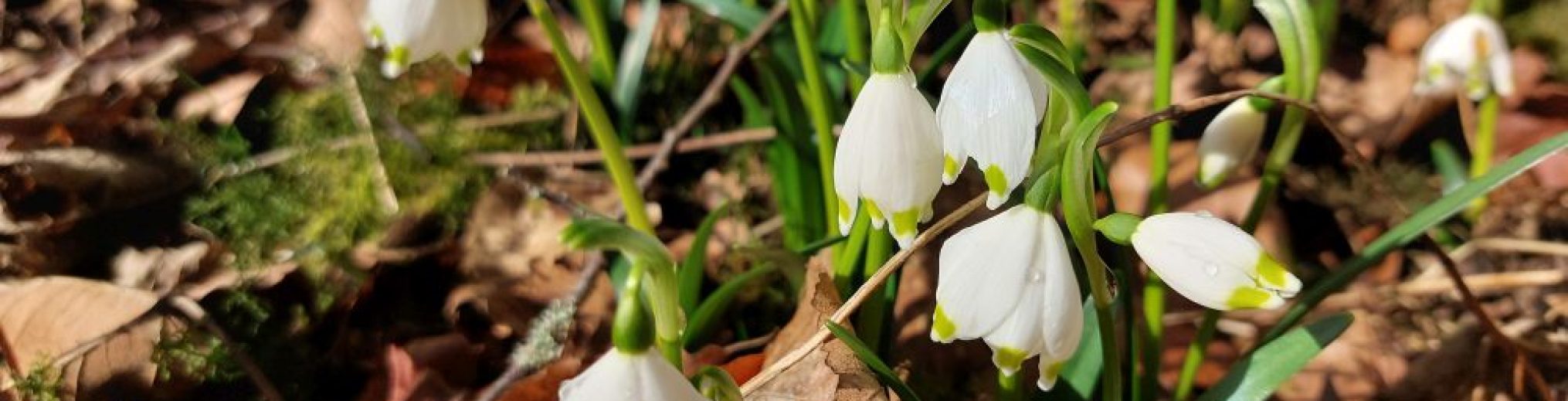 Schwäbischer Albverein | Ortsgruppe Einsingen